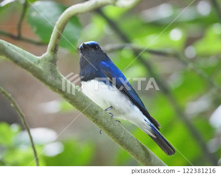 一種美麗的藍背鳥，鶲夏季鳥類，大鶲 122381216