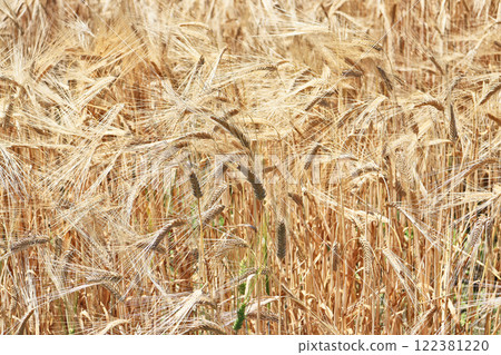 Golden wheat field before harvest 122381220