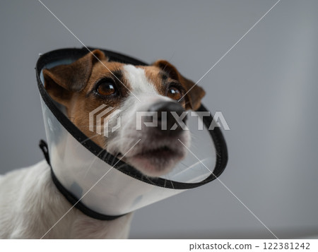 Jack Russell Terrier Dog in a Cone Collar After Surgery. Jack Russell Terrier Dog in a Cone Collar After Surgery. 122381242