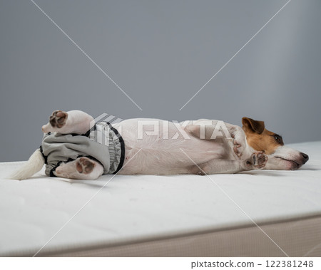 Jack Russell Terrier dog lying on bed in reusable diapers.  122381248