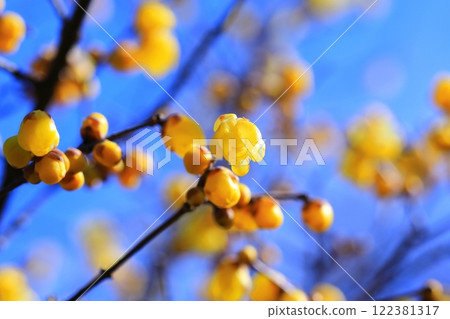 Yellow Royby Flower 122381317