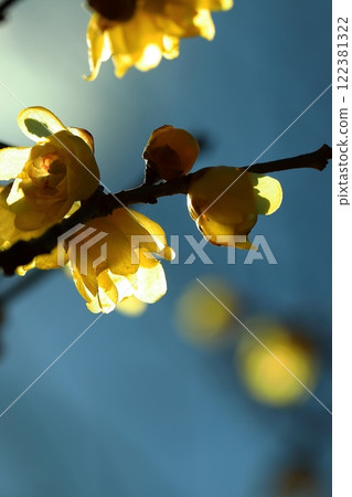 Yellow Royby Flower 122381322