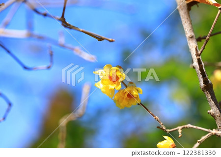 黃色Royby花 122381330