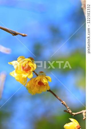 黃色Royby花 122381332