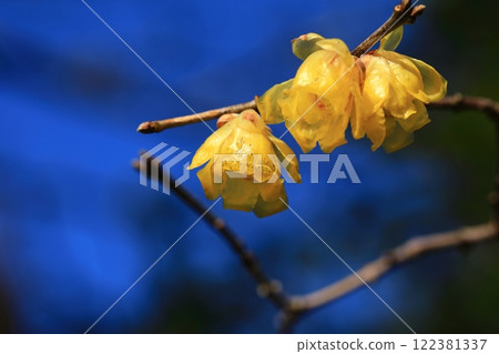 Yellow Royby Flower Yellow Royby Flower 122381337