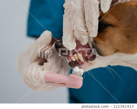 A vet is cleaning the teeth of a Jack Russell Terrier. A vet is cleaning the teeth of a Jack Russell Terrier. 122381423