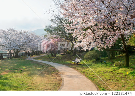 cherry sakura blossom tunnel at spring in Ureshino onsen park 122381474