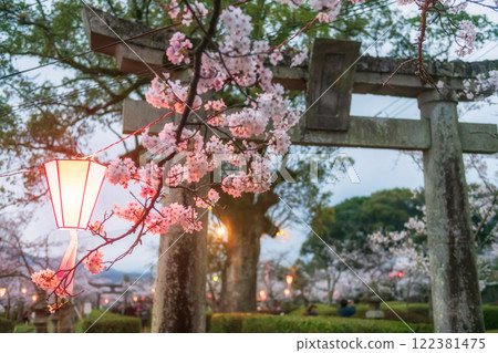 Lantern by pink sakura at Torii gate at Asahigaoka park, Kashima 122381475