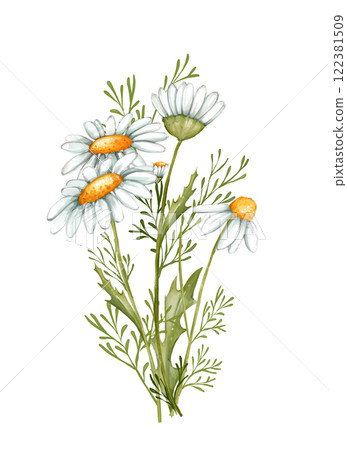 Floral bouquet of daisies. Hand drawn illustration of daisy buds with greenery. 122381509