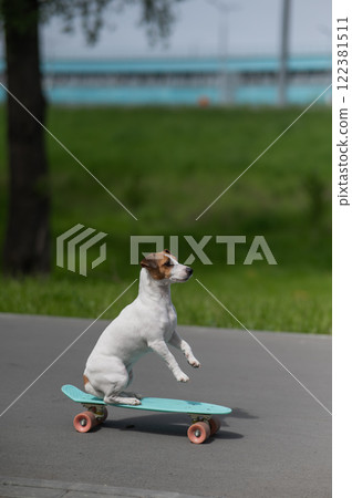 Jack Russell Terrier dog rides a penny board in the park. Vertical photo. Jack Russell Terrier dog rides a penny board in the park. Vertical photo. 122381511