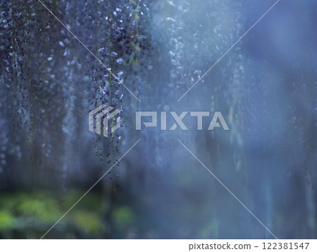 The mysteriously beautiful wisteria The mysteriously beautiful wisteria 122381547