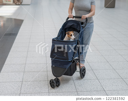 A Caucasian woman walks along the mall with her Jack Russell Terrier dog in a stroller.  122381592