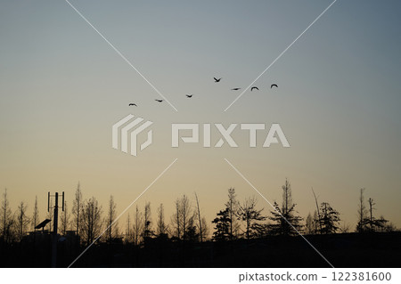 Migratory birds flying in the sky over the city at sunset Migratory birds flying in the sky over the city at sunset 122381600