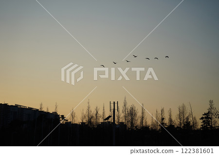 Migratory birds flying in the sky over the city at sunset 122381601