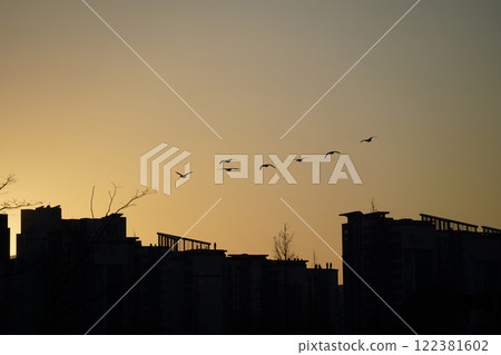 Migratory birds flying in the sky over the city at sunset 122381602