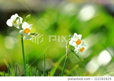 Daffodil flowers blooming in the flower park 122381629