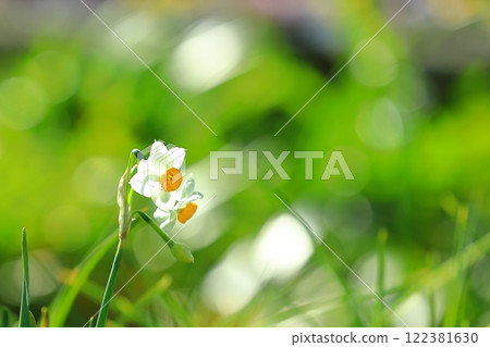 Daffodil flowers blooming in the flower park 122381630