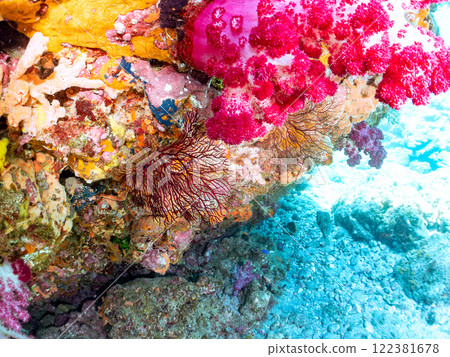 A reef with a colony of soft corals including sea urchins, sea cucumbers, sea bream, strawberry coral, sponges, and other soft corals. 122381678
