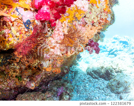A reef with a colony of soft corals including sea urchins, sea cucumbers, sea bream, strawberry coral, sponges, and other soft corals. 122381679