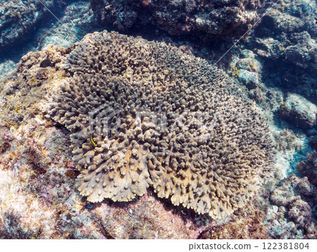 一群美麗的巨型鹿角珊瑚（鹿角珊瑚科）。靜岡縣伊豆半島加茂郡南伊豆町中木埼浜 122381804