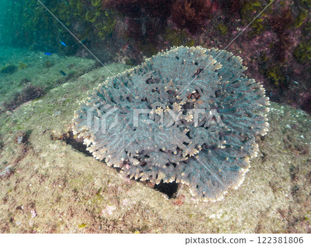 A beautiful and huge colony of Acropora spp. (Acropora family). Nakagi Hirizo Beach, Minamiizu-cho, Kamo-gun, Izu Peninsula, Shizuoka Prefecture A beautiful and huge colony of Acropora spp. (Acropora family). Nakagi Hirizo Beach, Minamiizu-cho, Kamo-gun, Izu Peninsula, Shizuoka Prefecture 122381806