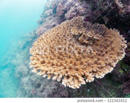 一群美麗的巨型鹿角珊瑚（鹿角珊瑚科）。靜岡縣伊豆半島加茂郡南伊豆町中木埼浜 122381812