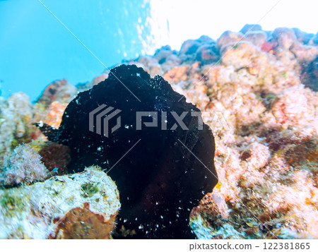 A giant frogfish hunts by waving its esca to attract fish. Nakagi Hirizo Beach, Minamiizu Town, Kamo District, Izu Peninsula 122381865