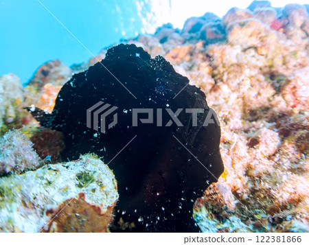 一種巨大的安康魚，透過揮動角來吸引和捕食魚類。 伊豆半島加茂郡南伊豆町中木広濱 122381866