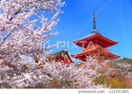 【京都府】盛開的櫻花與清水寺的三層寶塔 122381905