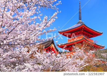 【京都府】盛開的櫻花與清水寺的三層寶塔 122381907