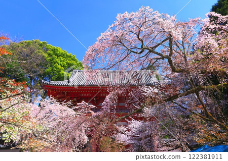 [京都府]櫻花盛開的岱吾寺（仁王門） 122381911