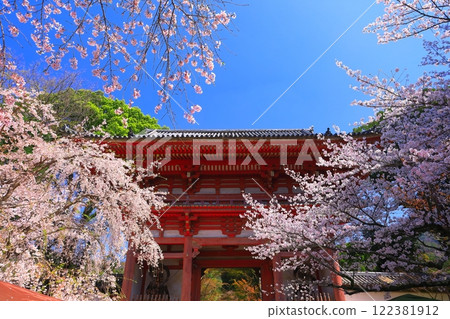 [京都府]櫻花盛開的岱吾寺（仁王門） 122381912