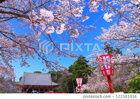 [Kyoto Prefecture] Daigoji Temple (Kondo) with cherry blossoms in full bloom 122381916