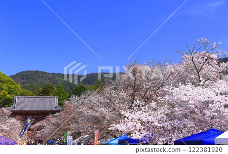 [京都府]櫻花盛開的岱吾寺（仁王門） 122381920