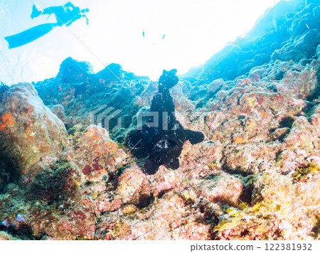 Skin divers observing a giant frogfish. Nakagi Hirizo Beach, Minamiizu-cho, Kamo-gun, Izu Peninsula, Shizuoka Prefecture Skin divers observing a giant frogfish. Nakagi Hirizo Beach, Minamiizu-cho, Kamo-gun, Izu Peninsula, Shizuoka Prefecture 122381932