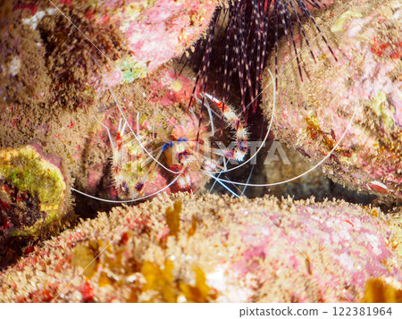 水下洞穴中的一對美麗的乙姬蝦（乙姬蝦科）。靜岡縣伊豆半島加茂郡南伊豆町中木埼浜 122381964