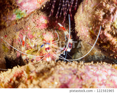 A beautiful pair of thrush shrimps (family Hylobatidae) in an underwater cave. Nakagi Hirizo Beach, Minamiizu-cho, Kamo-gun, Izu Peninsula, Shizuoka Prefecture A beautiful pair of thrush shrimps (family Hylobatidae) in an underwater cave. Nakagi Hirizo Beach, Minamiizu-cho, Kamo-gun, Izu Peninsula, Shizuoka Prefecture 122381965