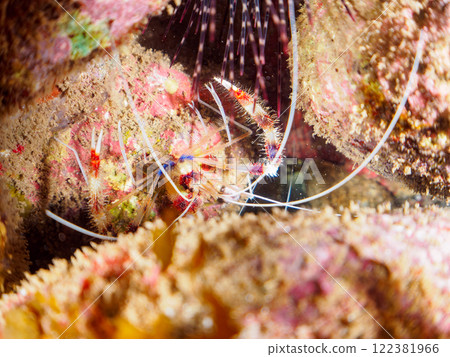 水下洞穴中的一對美麗的乙姬蝦(乙姬蝦科)。靜岡縣伊豆半島加茂郡南伊豆町中木埼浜 水下洞穴中的一對美麗的乙姬蝦(乙姬蝦科)。靜岡縣伊豆半島加茂郡南伊豆町中木埼浜 122381966