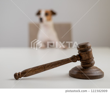 Jack Russell Terrier dog behind judge's gavel.  122382009