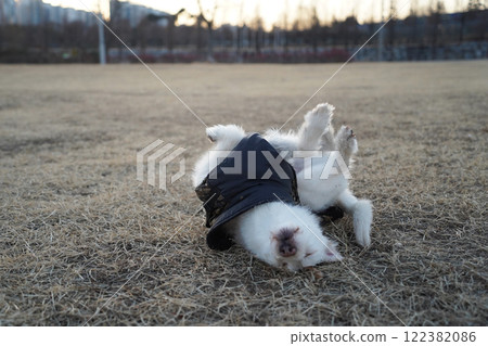 A white dog wearing a black jacket in winter is rolling around in a field and having fun 122382086