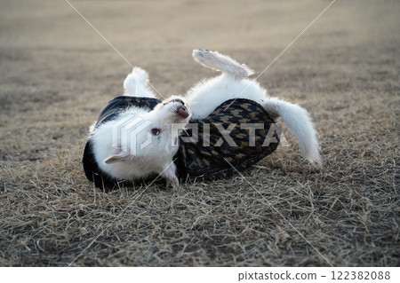 A white dog wearing a black jacket in winter is rolling around in a field and having fun A white dog wearing a black jacket in winter is rolling around in a field and having fun 122382088