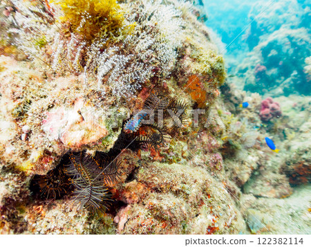 巨型異體(科:異體科)令人毛骨悚然,有毒,但又大又美麗。靜岡縣伊豆半島加茂郡南伊豆町中木埼浜 巨型異體(科:異體科)令人毛骨悚然,有毒,但又大又美麗。靜岡縣伊豆半島加茂郡南伊豆町中木埼浜 122382114
