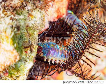 The creepy and poisonous, yet large and beautiful Oniyome (family Undaceae). Nakagi Hirizo Beach, Minamiizu-cho, Kamo-gun, Izu Peninsula, Shizuoka Prefecture 122382119