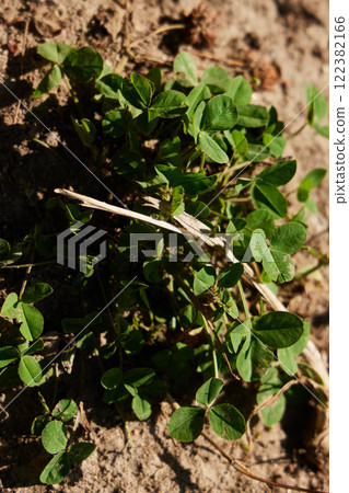 Lush Green Ground Cover Featuring Young Clover Plants Thriving in Their Natural Habitat Lush Green Ground Cover Featuring Young Clover Plants Thriving in Their Natural Habitat 122382166
