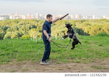 Pit bull terrier jumps for a stick. Guy training a dog. Pit bull terrier jumps for a stick. Guy training a dog. 122382230