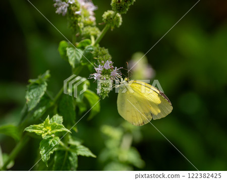 Northern Spotted Butterfly 122382425