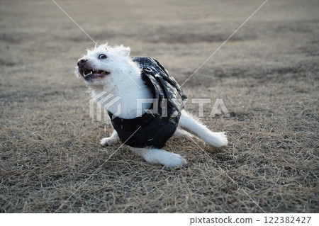 A white dog wearing a black jacket is walking in a field in winter 122382427