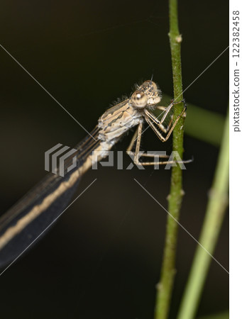 A close-up view of a dragonfly sitting on a grass stalk in summer 122382458