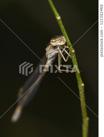 A close-up view of a dragonfly sitting on a grass stalk in summer A close-up view of a dragonfly sitting on a grass stalk in summer 122382468