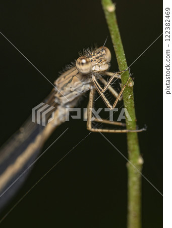 A close-up view of a dragonfly sitting on a grass stalk in summer A close-up view of a dragonfly sitting on a grass stalk in summer 122382469